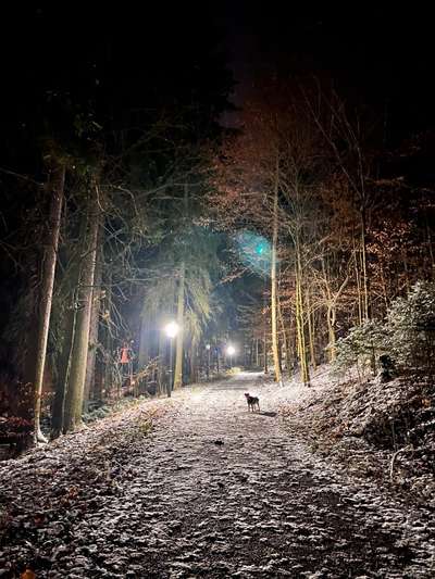 Die wunderschöne Welt mit Hund.-Beitrag-Bild