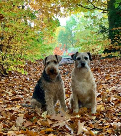 Die wunderschöne Welt mit Hund.-Beitrag-Bild