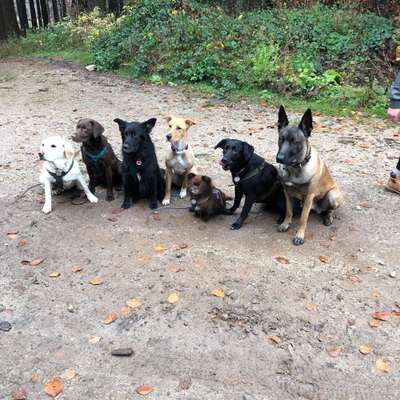 Hundetreffen-Rudel Spaziergang-Bild