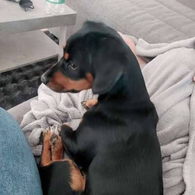 Hundetreffen-Spielen und Spazierengehen-Bild