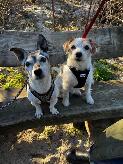 Hundetreffen-Hundetreffen (Spielen oder Spazieren)-Bild