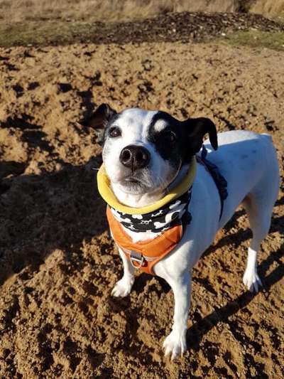 Hund aus dem Spanischen Tierschutz-Beitrag-Bild