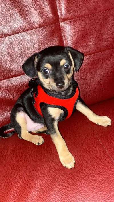 Welpen Bilder !-Beitrag-Bild