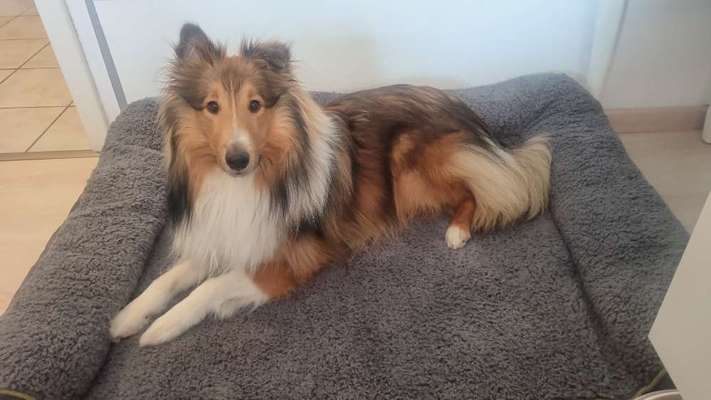 Shelties-Beitrag-Bild