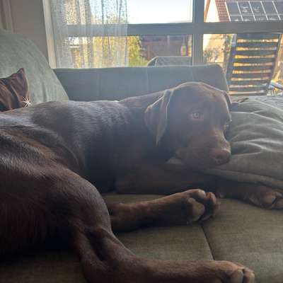 Hundetreffen-Junghundetreff-Bild