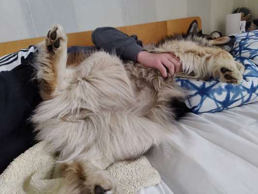 Welpe schläft nicht-Beitrag-Bild