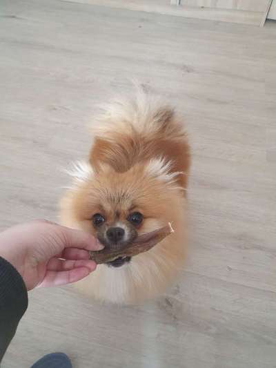 Lustigste Leckerli-Fotos-Beitrag-Bild