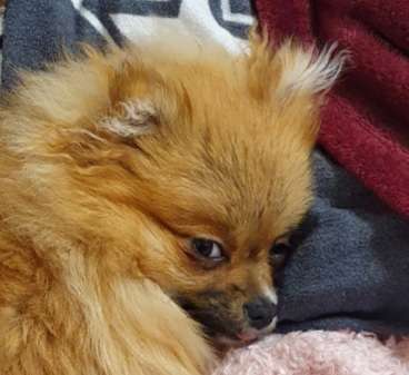 Lustigsten Grimassen von euren Hunden-Beitrag-Bild