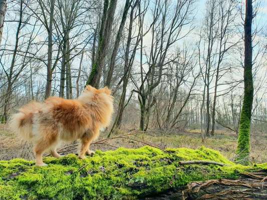 Foto's und Hundemodels-Beitrag-Bild