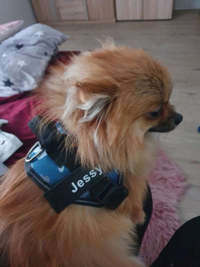 Wer macht Hundehalsbänder selber?-Beitrag-Bild