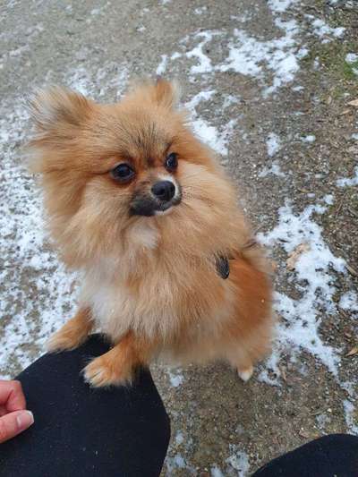 Wer macht Hundehalsbänder selber?-Beitrag-Bild