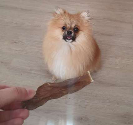 Lustigste Leckerli-Fotos-Beitrag-Bild