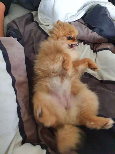 Zeige das lustigste Bild eures Hundis-Beitrag-Bild