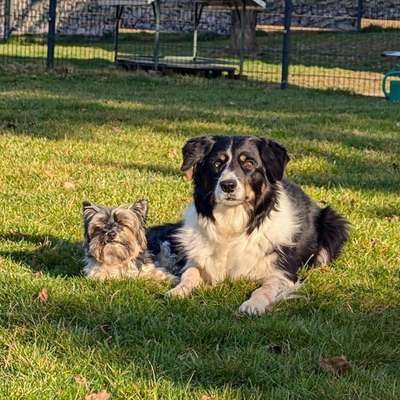 %{de_profession_title}-Hundepension-Bild
