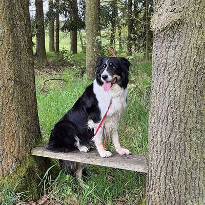Hundeschulen-Hundeschule & -pension Kuhlmann-Bild