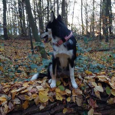 Hundetreffen-Suche jemanden aus meiner Nähe zu Gassiruden bzw einen Spielfreund-Bild