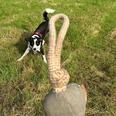 Hundetreffen-Gemeinsame Spaziergänge mit Training/ Spieleinheiten-Bild