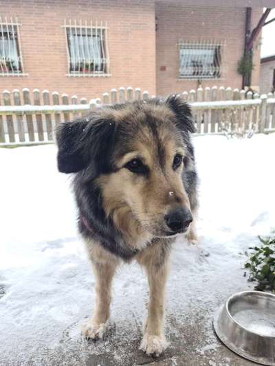 Unsere Fellnasen im Regenbogenland-Beitrag-Bild