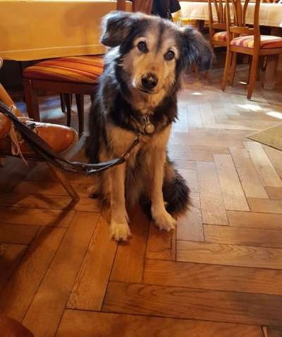 euer ältester Hund ?-Beitrag-Bild