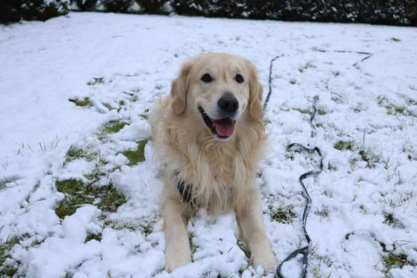 Wo sind die Golden Retriever Liebhaber?-Beitrag-Bild