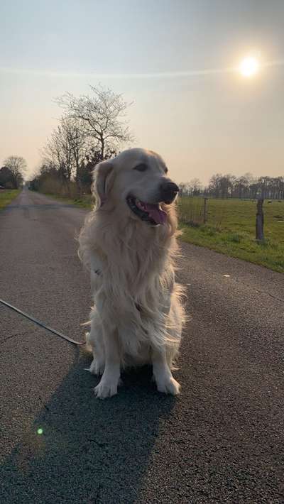 Wo sind die Golden Retriever Liebhaber?-Beitrag-Bild