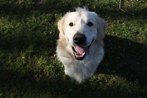 Wo sind die Golden Retriever Liebhaber?-Beitrag-Bild