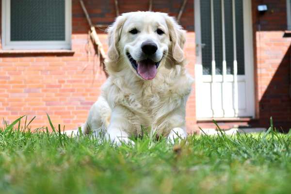 Wo sind die Golden Retriever Liebhaber?-Beitrag-Bild