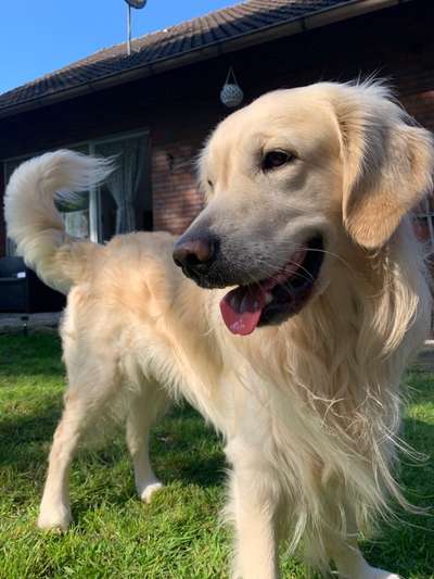 Wo sind die Golden Retriever Liebhaber?-Beitrag-Bild