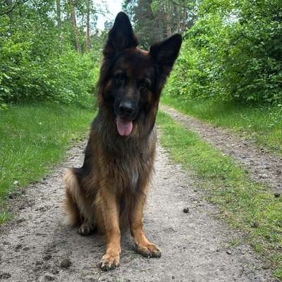 Hundetreffen-Ich suche einen ruhigen, gut sozialisierten Hund für kontrollierte Begegnungen, weil meiner noch übt