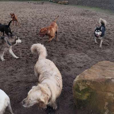 Hundetreffen-Hundewiese am DHE-Bild