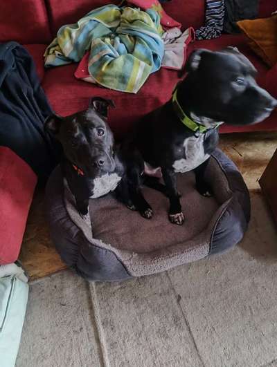 American Staffordshire Terrier 
Wo seit Ihr?-Beitrag-Bild