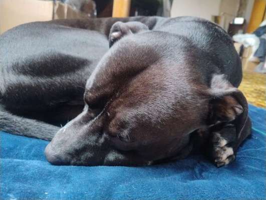 American Staffordshire Terrier 
Wo seit Ihr?-Beitrag-Bild
