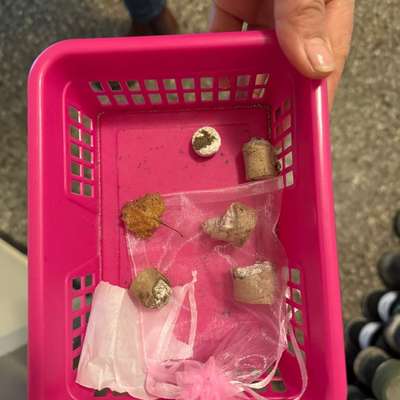 Giftköder-Giftköder Dorbaum-Bild