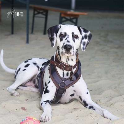 Hundetreffen-Spiel- und Trainingspartner gesucht-Bild