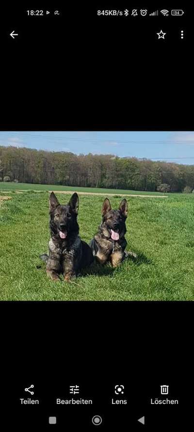 Alles rund um den Schäferhund, diskutieren erwünscht.-Beitrag-Bild