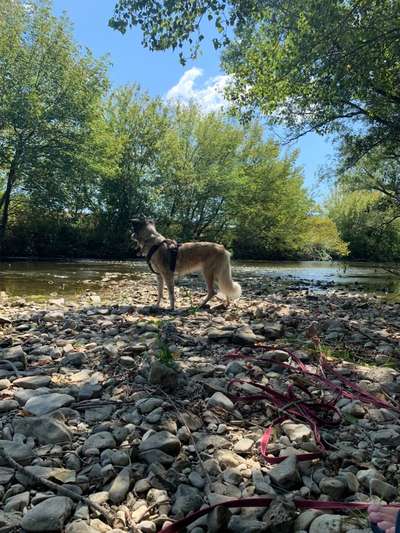 Hundetreffen-Spaziergang + Spielen-Bild