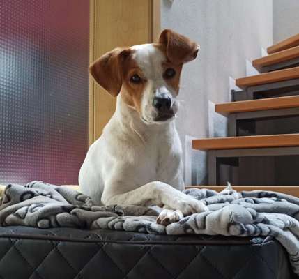 Dogorama Photo Challenge - Hundeblick zum hinschmelzen-Beitrag-Bild