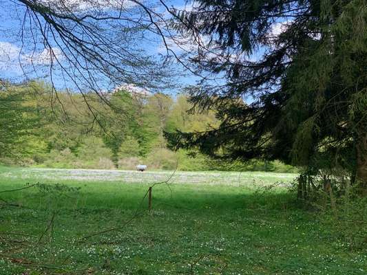 Hundeauslaufgebiet-Hasbrucher Wald-Bild