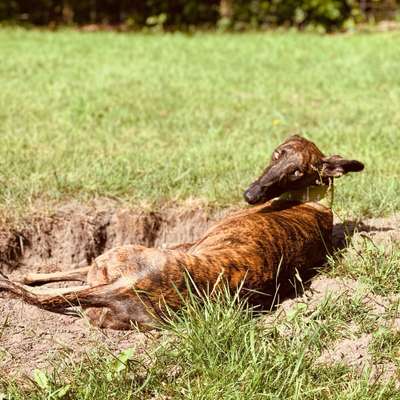 Hundeauslaufgebiet-Eingezäunte Galgowiese-Bild