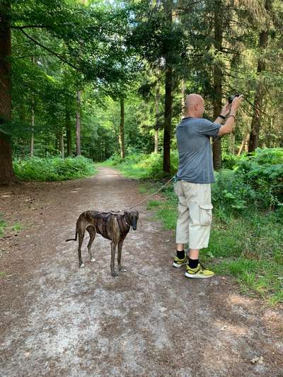 Hundeauslaufgebiet-Wildenloh Wald-Bild
