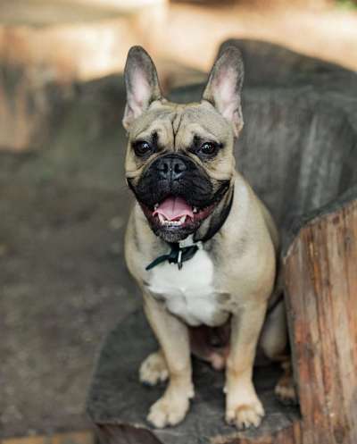 Hundetreffen-Gemeinsame Spaziergänge (Hochdorf)-Bild