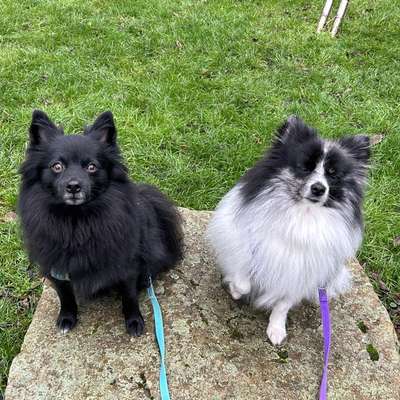 Japan-Spitz-Beitrag-Bild