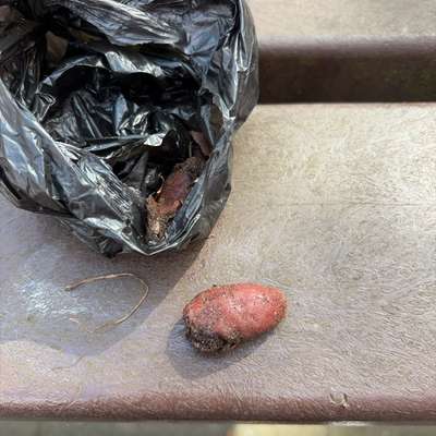 Giftköder-Giftköder-Bild