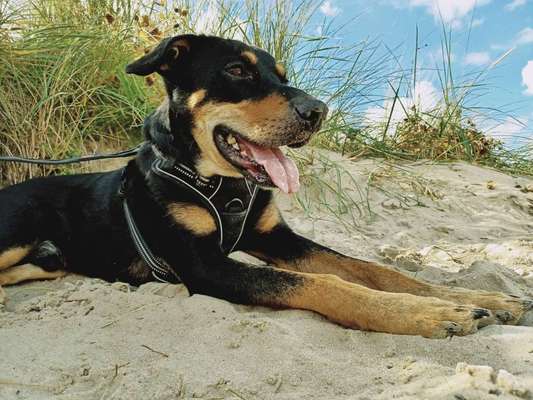 Mischlingshunde Foto Aufruf-Beitrag-Bild