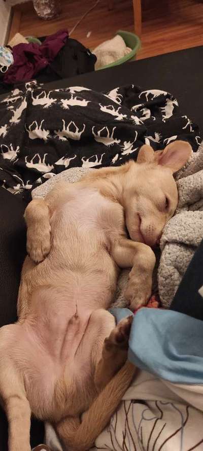 Die Dogorama Wochen Challenge-Beitrag-Bild