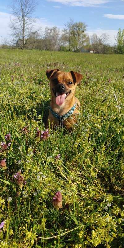 Wie wichtig ist euch das Aussehen eures Hundes?-Beitrag-Bild