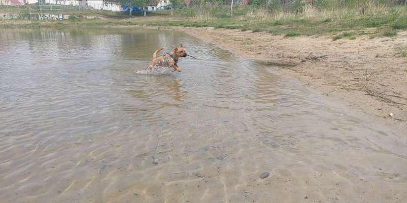 Dogorama-Monats-Challenge-Mai "Wasser"-Beitrag-Bild