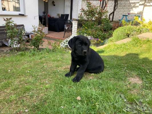 Wo sind meine Labrador Freunde-Beitrag-Bild