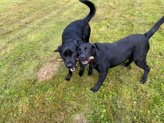 Bester Freund, Hundekumpel - zeigt her!-Beitrag-Bild