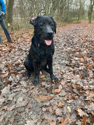 FOTOCHALLENGE 72 - Glücklicher Hund im Schmuddel-Look-Beitrag-Bild